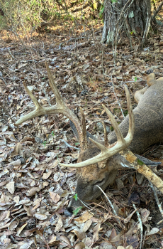 Jeff Brown with a nice bow buck
