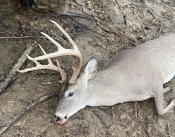 Deer Past