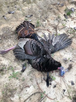 Turkey Photos